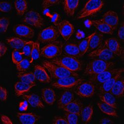 Ash2L Antibody Rabbit anti-Human, Mouse, Polyclonal, MilliporeSigma 100